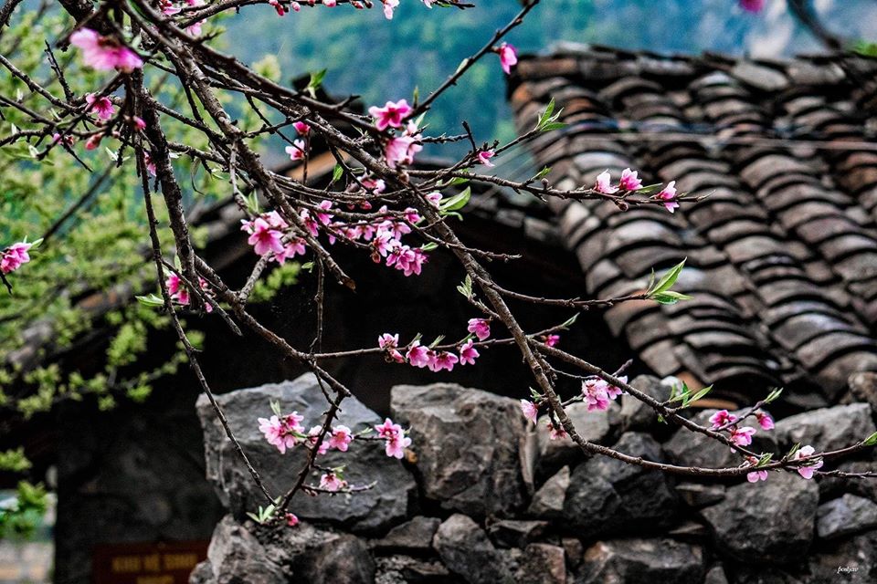 Coming to Ha Giang in the spring, it is easy to see peach blossom petals in a village.