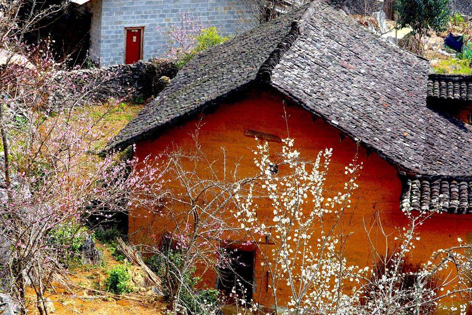 Peach blossom blooms on the villages in Sung La commune