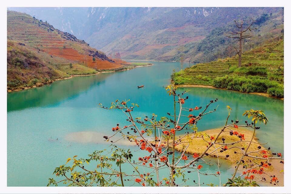 Rice flowers blooms red on Nho Que river,Meo Vac Town,Ha Giang